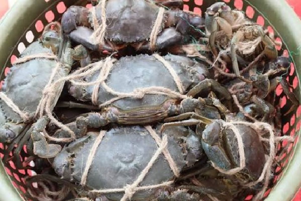 Blue Swimmer Crab Farming Technology: ICAR-CIBA Demonstrates India's First Successful Cultivation